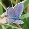 Plebejus (argyrognomon-idas)